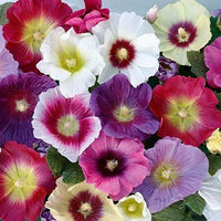 Buy Althaea Rosea Mixed Seeds online