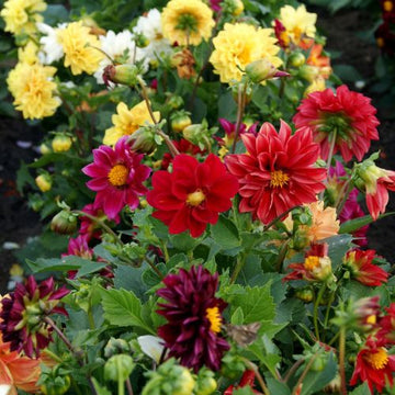 Mixed Color Neriifolia Flower Seeds for Planting Colorful Display Heirloom & GMO Free Seeds for Home Garden
 
 Sale