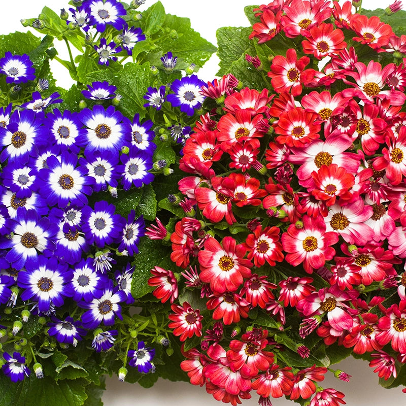 Cineraria Flower seeds for Planting Cut Flower Favorite Heirloom & GMO Free Seeds for Home Garden