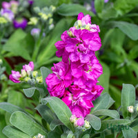Blue Matthiola Incana Flower seeds for Planting - Garden Favorite, Heirloom & GMO Free Seeds for Home Garden