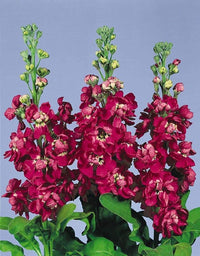 Buy Matthiola Incana maroon flower seeds online