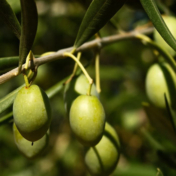 Olive Tree Planting Seeds for Home Gardens