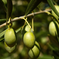 Olive Tree Planting Seeds for Home Gardens