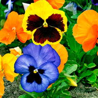 Bedding Flower seeds for Planting - Low Maintenance, Heirloom & GMO Free Seeds for Home Garden