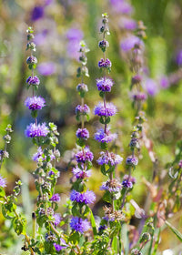Buy Violet Pennyroyal flower seeds online