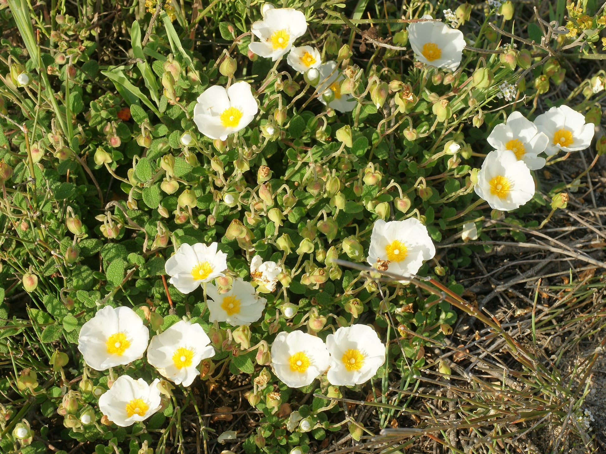 Buy Salviifolius Flower Seeds online