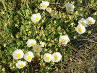 Buy Salviifolius Flower Seeds online