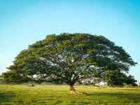 Buy Samanea Saman Monkey Pod Seeds online