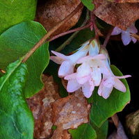 Buy Trailing Arbutus Seeds online