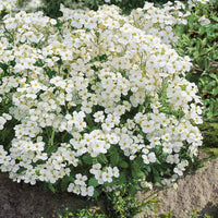 Buy White Rock Cress Plant Seeds online