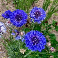 Cornflower Flower seeds for Planting - Cut Flower Favorite, Heirloom & GMO Free Seeds for Home Garden