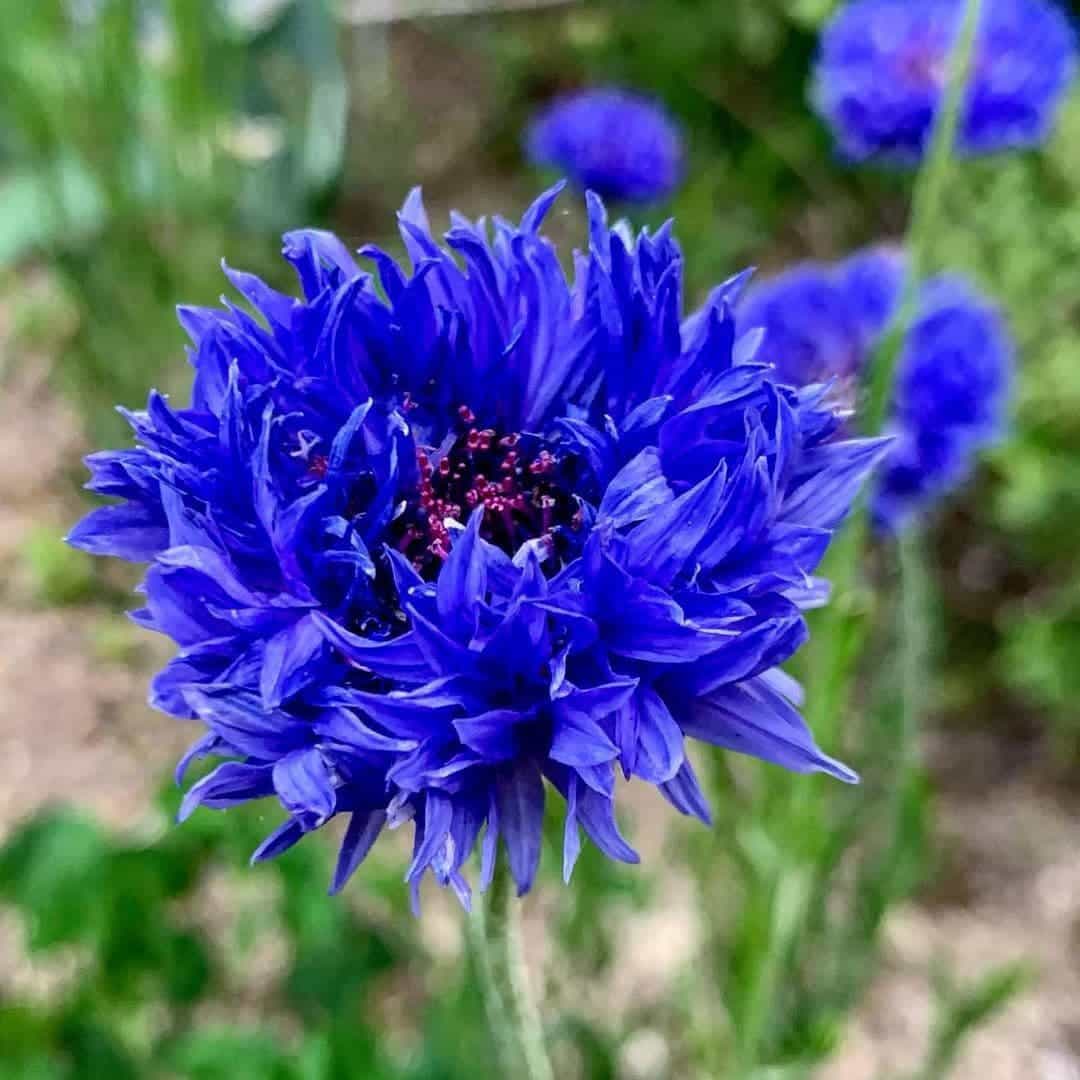 Cornflower Flower seeds for Planting - Cut Flower Favorite, Heirloom & GMO Free Seeds for Home Garden