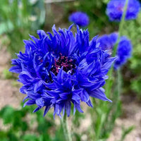 Cornflower Flower seeds for Planting - Cut Flower Favorite, Heirloom & GMO Free Seeds for Home Garden
