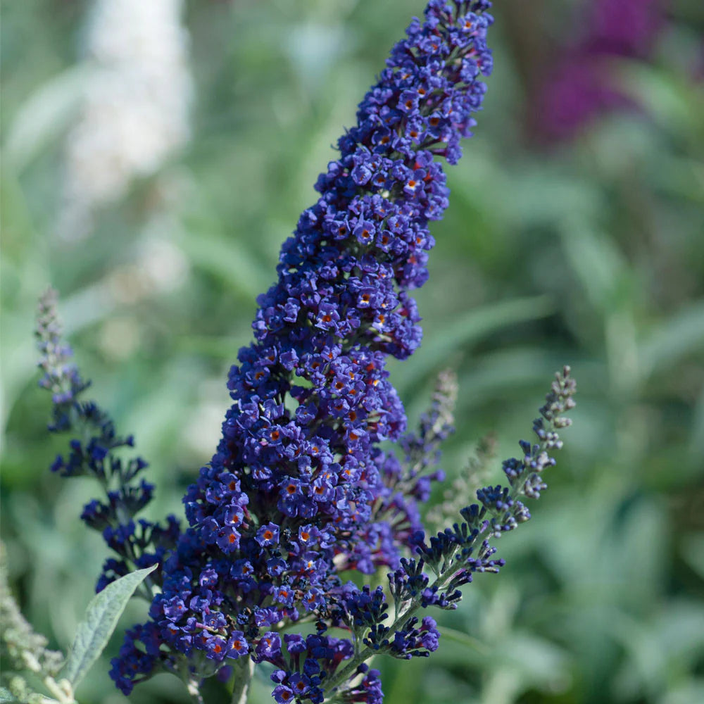 Buddleia Davidii Flower seeds for Planting Easy to Grow Heirloom & GMO Free Seeds for Home Garden 
 
 Sale