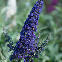 Buddleia Davidii Flower seeds for Planting Easy to Grow Heirloom & GMO Free Seeds for Home Garden 
 
 Sale