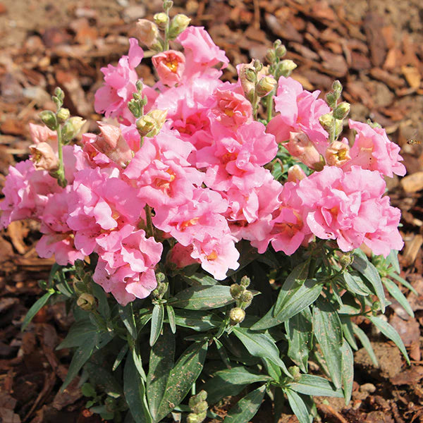 Pink Antirrhinum Flower Seeds for Planting Bright Blooms Heirloom & GMO Free Seeds for Home Garden
 
 Sale