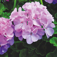 Light Purple Climbing Geranium Flower Seeds for Planting Hardy Variety Heirloom & GMO Free Seeds for Home Garden
 
 Sale