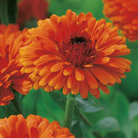 Red Calendula Flower seeds for Planting - Colorful Display, Heirloom & GMO Free Seeds for Home Garden