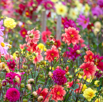 Dahlia Opera Mix Flower seeds for Planting Pollinator Friendly Heirloom & GMO Free Seeds for Home Garden