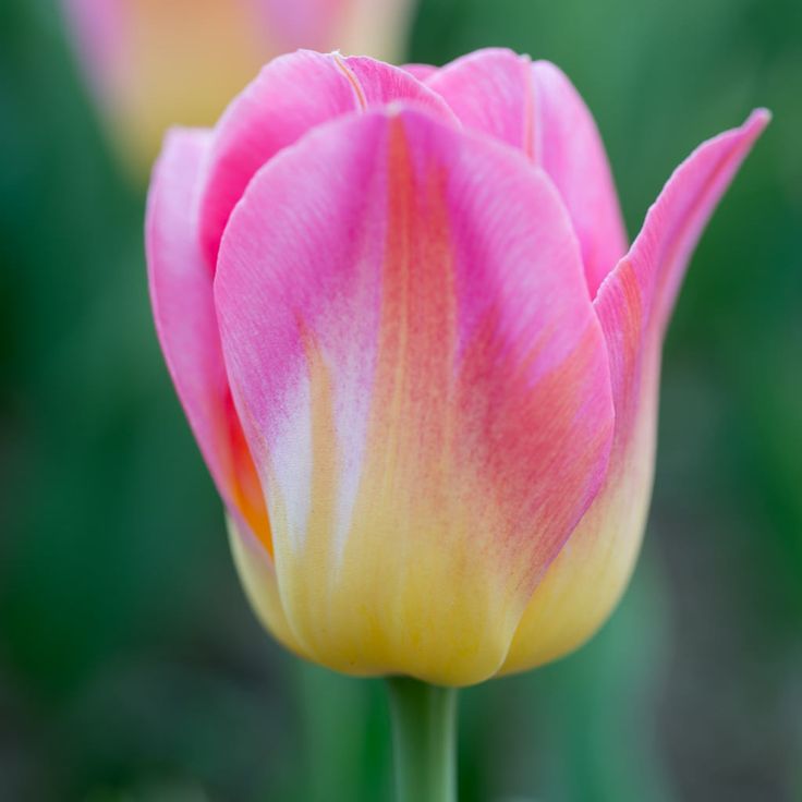 Yellow & Pink F Tulip lower seeds for Planting - Perfect for Borders, Heirloom & GMO Free Seeds for Home Garden