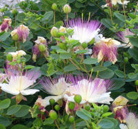 Heirloom Capparis Spinosa Flower seeds for Planting Sun Loving Heirloom & GMO Free Seeds for Home Garden
