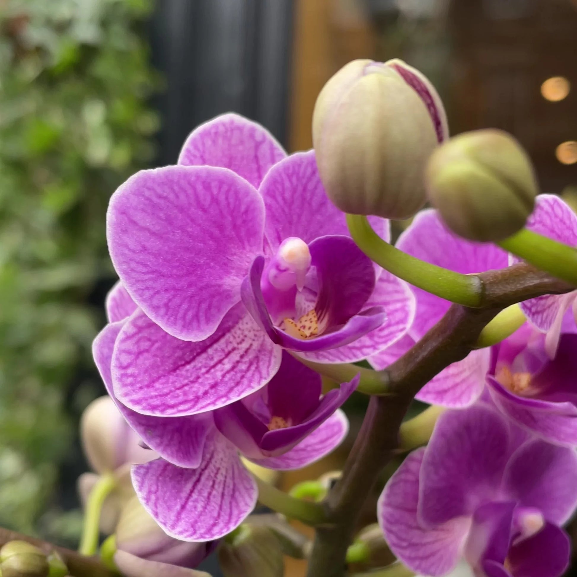 Violet Phalaenopsis Orchid Flower seeds for Planting - Garden Favorite, Heirloom & GMO Free Seeds for Home Garden