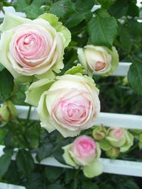 Pink Green Rose Flower Seeds for Planting Hardy Variety Heirloom & GMO Free Seeds for Home Garden
 
 Sale