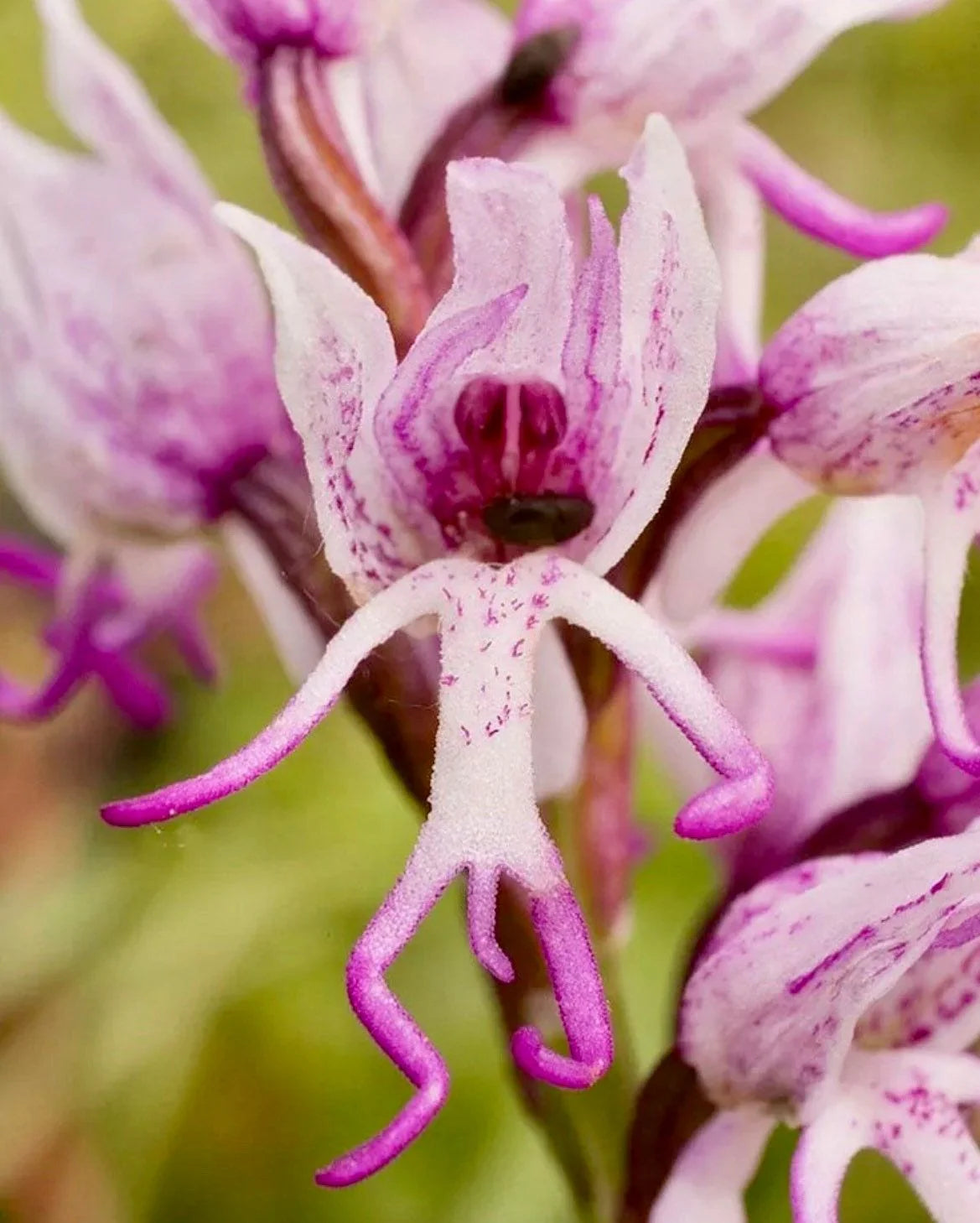 Orchis italica Flower seeds for Planting Colorful Display Heirloom & GMO Free Seeds for Home Garden