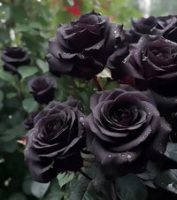 Black Rose Flower seeds for Planting - Easy to Grow, Heirloom & GMO Free Seeds for Home Garden