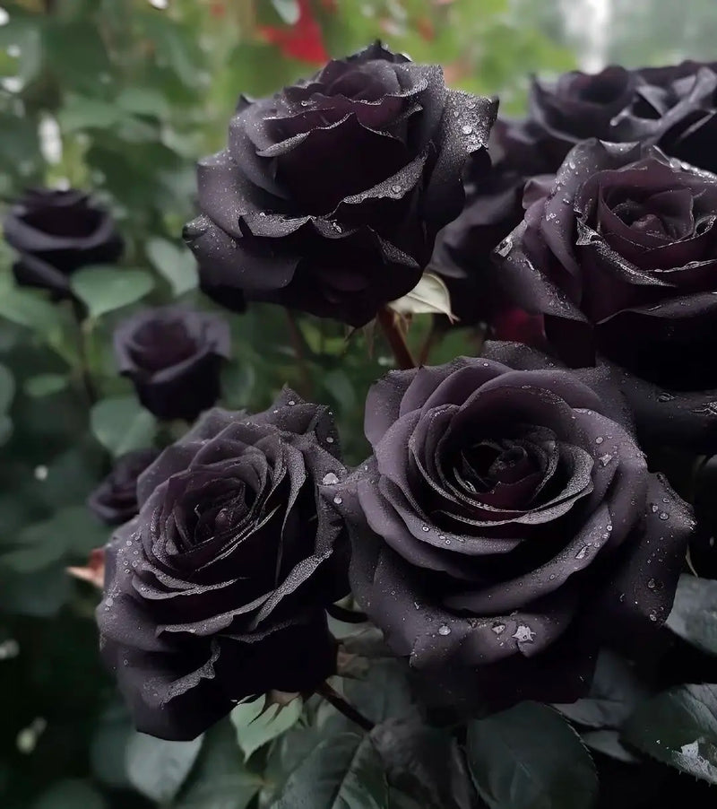 Black Rose Flower seeds for Planting - Easy to Grow, Heirloom & GMO Free Seeds for Home Garden