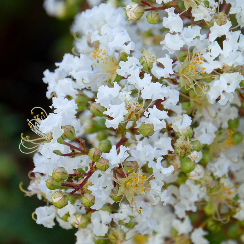 White Crape Myrtle Tree Seeds Flower seeds for Planting Compact Growth Heirloom & GMO Free Seeds for Home Garden 
 
 Sale seeds for home garden planting