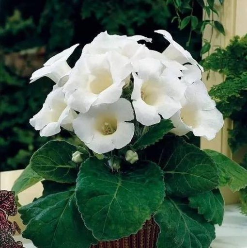 White Gloxinia Flower seeds for Planting - Cut Flower Favorite, Heirloom & GMO Free Seeds for Home Garden
 
 Sale seeds for home garden