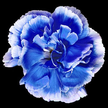 Deep Blue Carnation Flower seeds for Planting Cottage Garden Essential Heirloom & GMO Free Seeds for Home Garden 
 
 Sale