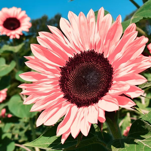 Light Pink Sunflower Flower seeds for Planting - Premium Quality, Heirloom & GMO Free Seeds for Home Garden