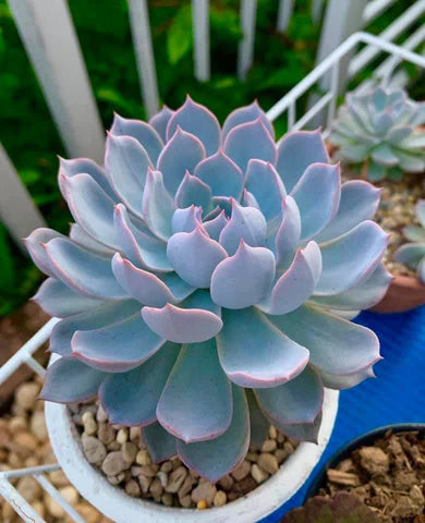Blue Succulent Flower seeds for Planting Wildflower Mix Heirloom & GMO Free Seeds for Home Garden