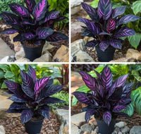 Purple Calathea Warscewiczii Flower Seeds for PlantingHeirloom & NonGMO Seeds Vibrant Colors 
 
 Sale