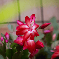 Deep Red Schlumbergera Flower seeds for Planting Long Bloom Season Heirloom & GMO Free Seeds for Home Garden
 
 Sale seeds for home garden planting