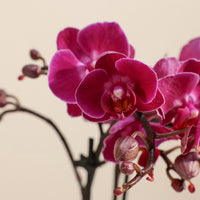 Phalaenopsis Orchid Flower seeds for Planting - Hardy Variety, Heirloom & GMO Free Seeds for Home Garden