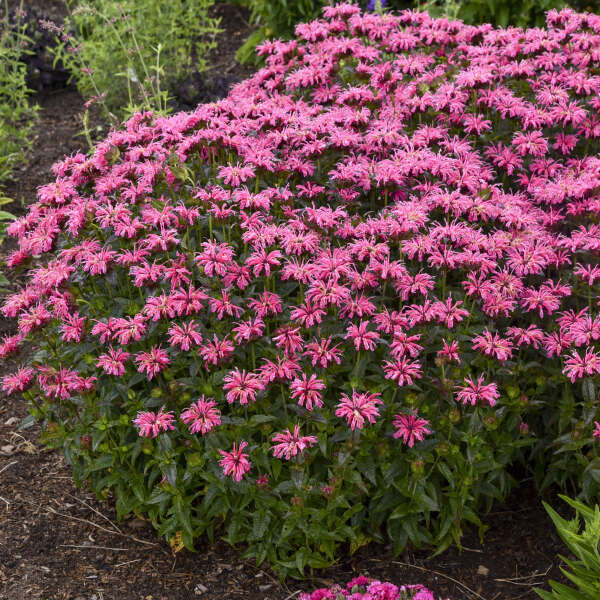 Pink Monarda Flower seeds for Planting - Easy to Grow, Heirloom & GMO Free Seeds for Home Garden