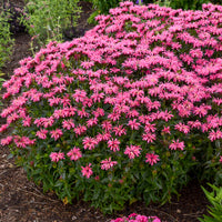 Pink Monarda Flower seeds for Planting - Easy to Grow, Heirloom & GMO Free Seeds for Home Garden