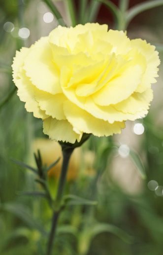 Yellow Caryophyllus Flower Planting Seeds