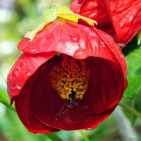 Abutilon Bella Flower seeds for Planting - Hardy Variety, Heirloom & GMO Free Seeds for Home Garden