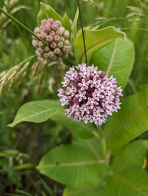 Asclepias Flower seeds for Planting Fragrant Blossoms Heirloom & GMO Free Seeds for Home Garden