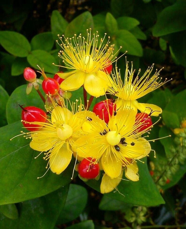 Heirloom Hypericum Flower seeds for Planting Hardy Variety Heirloom & GMO Free Seeds for Home Garden