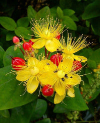 Heirloom Hypericum Flower seeds for Planting Hardy Variety Heirloom & GMO Free Seeds for Home Garden