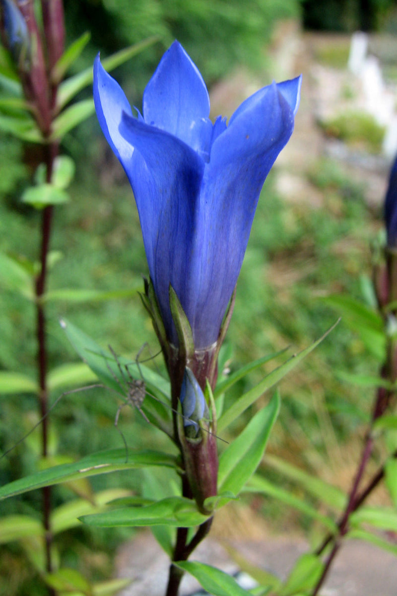 Blue Gentiana Triflora Seeds for Vibrant Planting