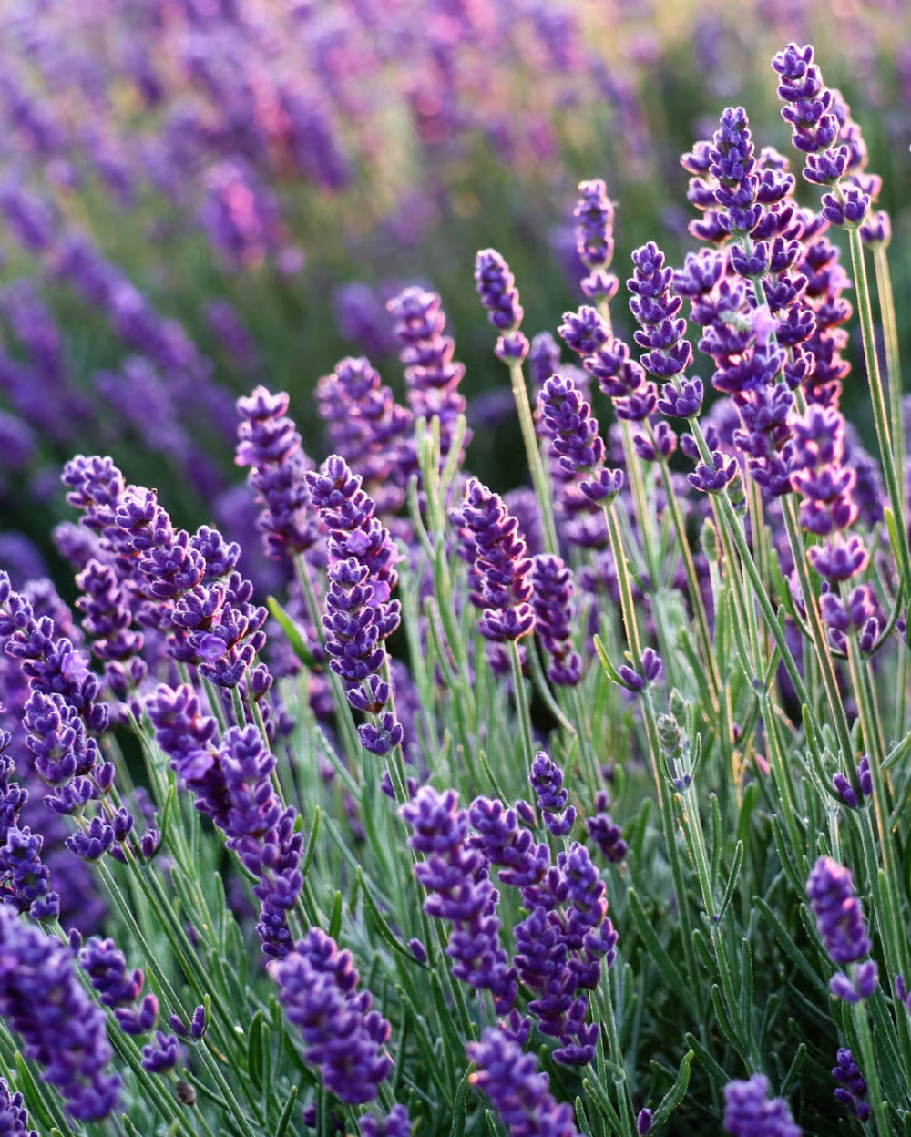 Lavender Angustifolia Flower seeds for Planting - Compact Growth, Heirloom & GMO Free Seeds for Home Garden