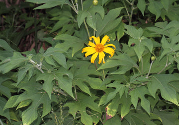 Tithonia Diversifolia Flower seeds for Planting - Garden Favorite, Heirloom & GMO Free Seeds for Home Garden