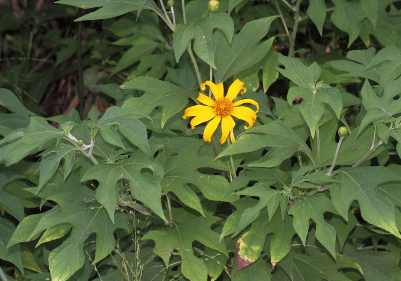 Tithonia Diversifolia Flower seeds for Planting - Garden Favorite, Heirloom & GMO Free Seeds for Home Garden
