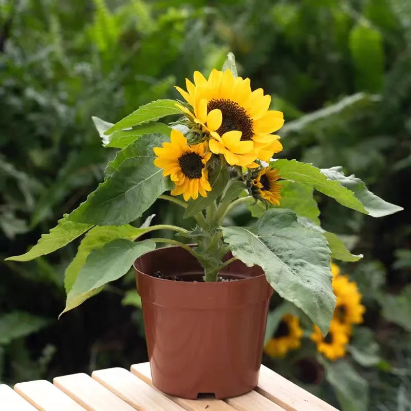 Sunflower Bonsai Planting Flower Seeds Black